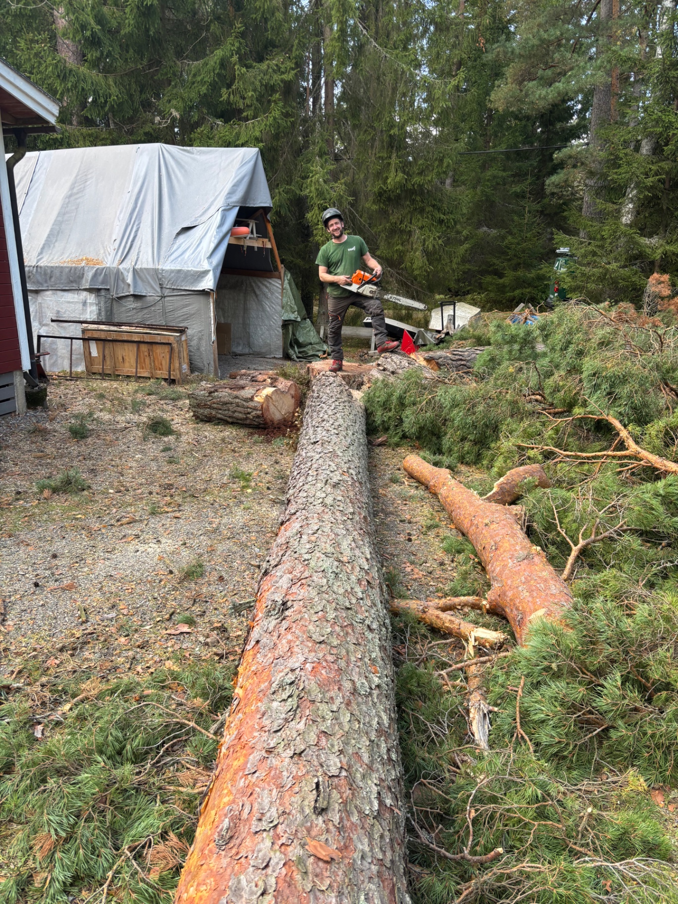 Arborist vid en fälld tall som ska delas upp på en tomt